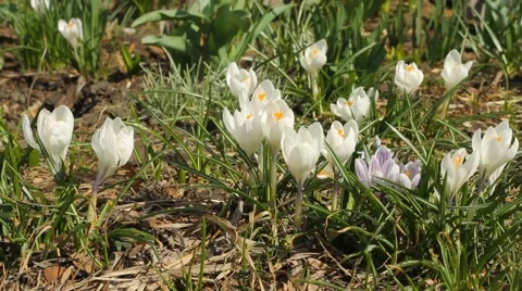Beautiful white crocuses in springtime Stock Footage 62172413