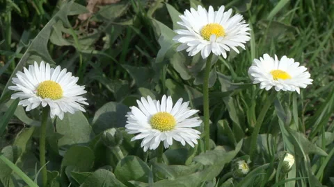 Beautiful white daisies Stock Footage 107827770