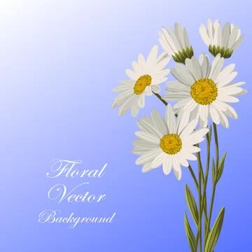 Beautiful white daisies Stock Illustration