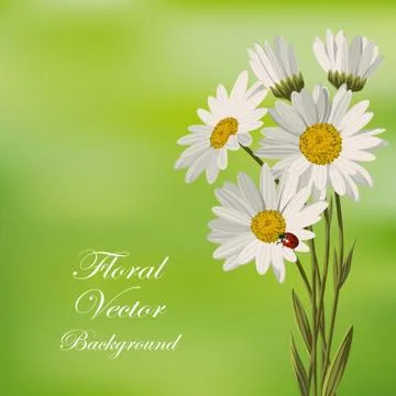 Beautiful white daisies Stock Illustration