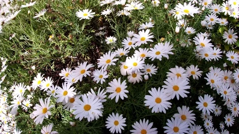 Beautiful White Daisy Bush in Bloom, Nature Stock Footage 107009084