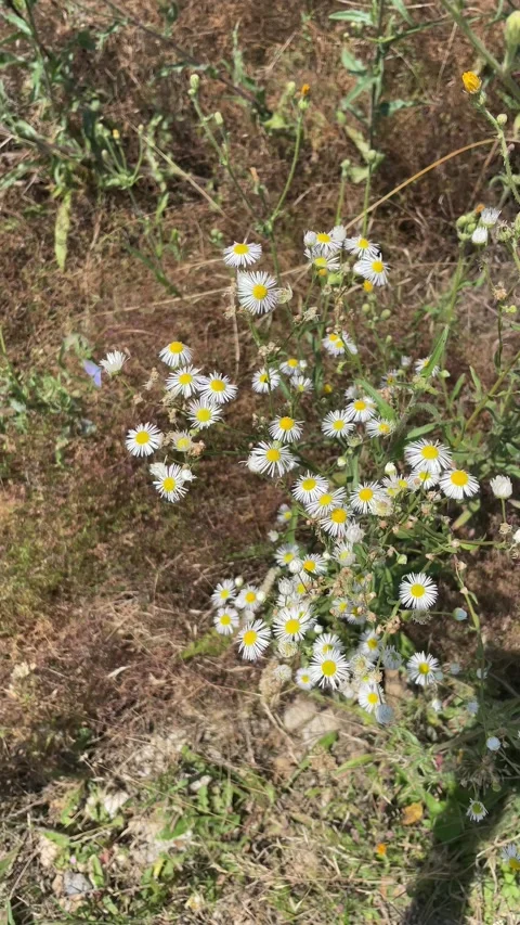 Beautiful White Daisy Fleabane Wildflowers Blooming During Summer – 4K Vidéo 201772712