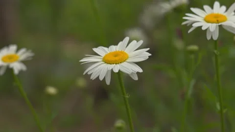 Beautiful White Daisy Flowers Blooming in a Sunny Meadow 스톡 동영상 336237103
