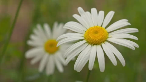 Beautiful White Daisy Flowers in a Meadow Stock Footage 336237495