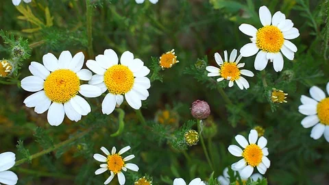 Beautiful white daisy Stock Footage 129674410