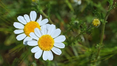 Beautiful white daisy Stock Footage 129674419