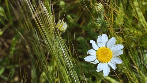 Beautiful white daisy Stock Footage 129674425