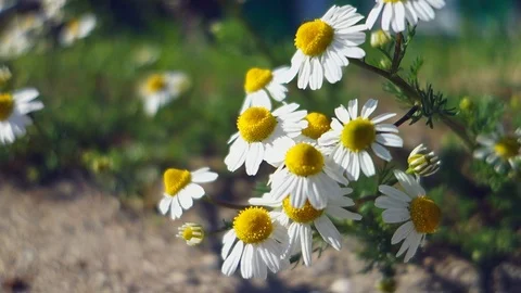 Beautiful white daisy grows on the side of the road near the house. Video stock 107582893
