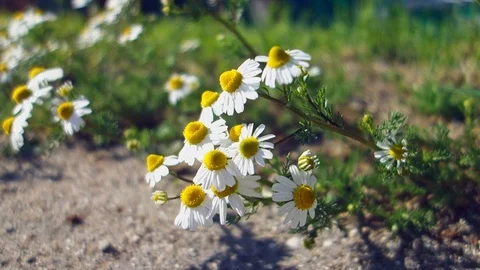 Beautiful white daisy grows on the side of the road near the house. Video stock 107583563