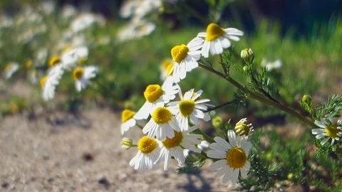 Beautiful white daisy grows on the side of the road near the house. Video stock 118767154
