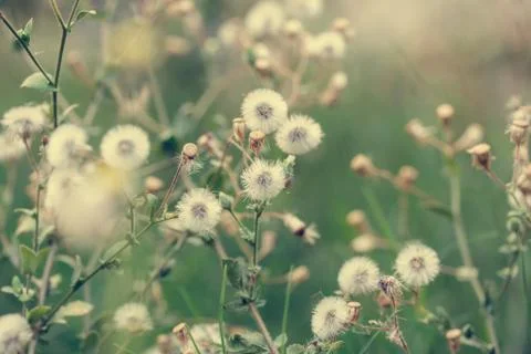 Beautiful white dandelion flowers close-up. vintage effect style pictures Stock Photos