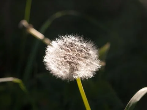 A beautiful white dandelion sharp and clear detail focused in spring Stock Photos