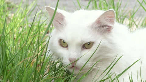 Beautiful white deaf cat sitting in green tall grass Stock-Footage 200814942