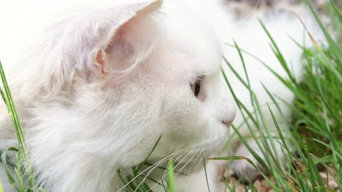 Beautiful white deaf cat sitting in green tall grass 库存影片 200815055