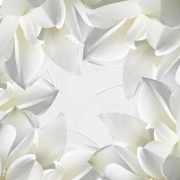 Beautiful white delicate spring petals of a lotus flower lined with a frame with Stock Illustration