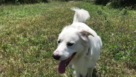 Beautiful white dog Stock Footage 132216173
