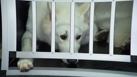 A beautiful white dog is lying down and there is a grate in front Stock Footage 83772964