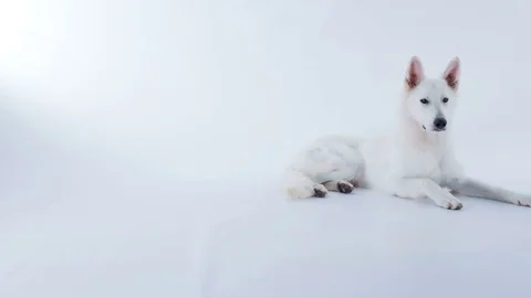 Beautiful white dog is lying down on the floor Stock Footage 83773718