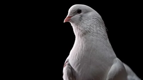 Beautiful white dove flapping its wings slowly and gently with dark background Stock Footage 340953383