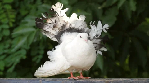 Beautiful white dove Stock Footage 7031337
