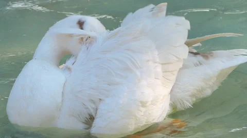 Beautiful white duck pecking itching it's feather with it's beak in water Stock Footage 145476343