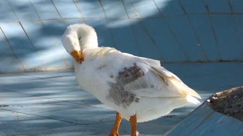 Beautiful white duck pecking itching it's feather with it's beak Stock Footage 145545138
