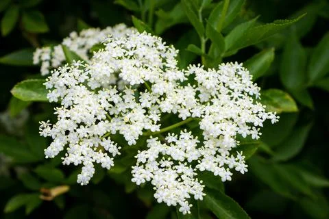 The beautiful white elderflower Stock Photos