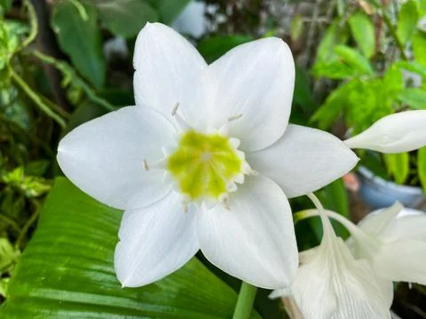 Beautiful white eucharis or amazon lily flower with its green leaves Фото