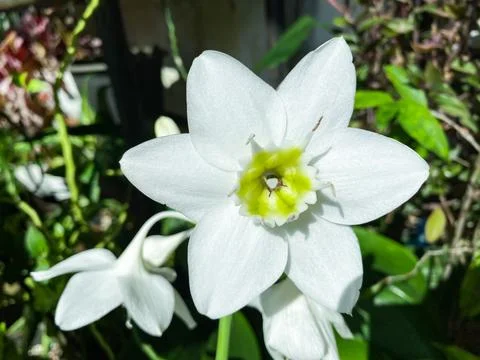 Beautiful white eucharis or amazon lily flower with its green leaves Stockfoto's