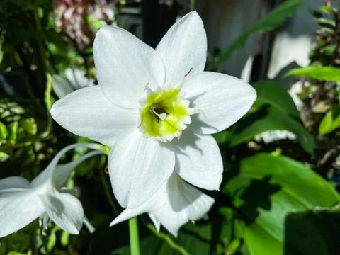 Beautiful white eucharis or amazon lily flower with its green leaves 写真素材