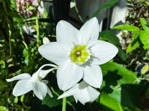 Beautiful white eucharis or amazon lily flower with its green leaves Stockfoto's