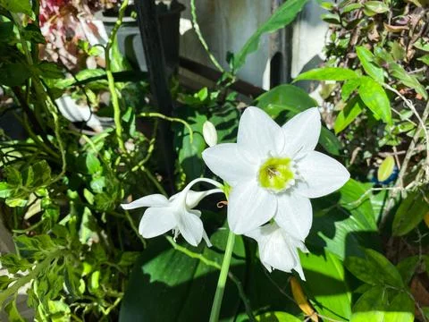 Beautiful white eucharis or amazon lily flower with its green leaves 库存照片