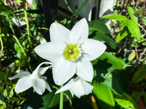 Beautiful white eucharis or amazon lily flower with its green leaves Stockfoto's
