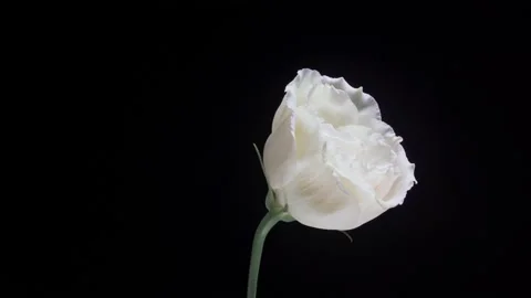 Beautiful white eustoma flower rotating on a black background. Close up shot Stock Footage 135931986