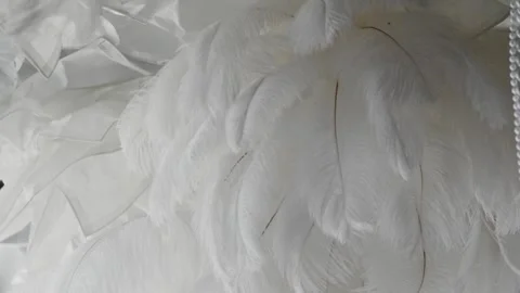 Beautiful white feather texture background. Stock Footage 288831036