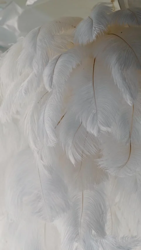 Beautiful white feather texture background. Stock Footage 288831202