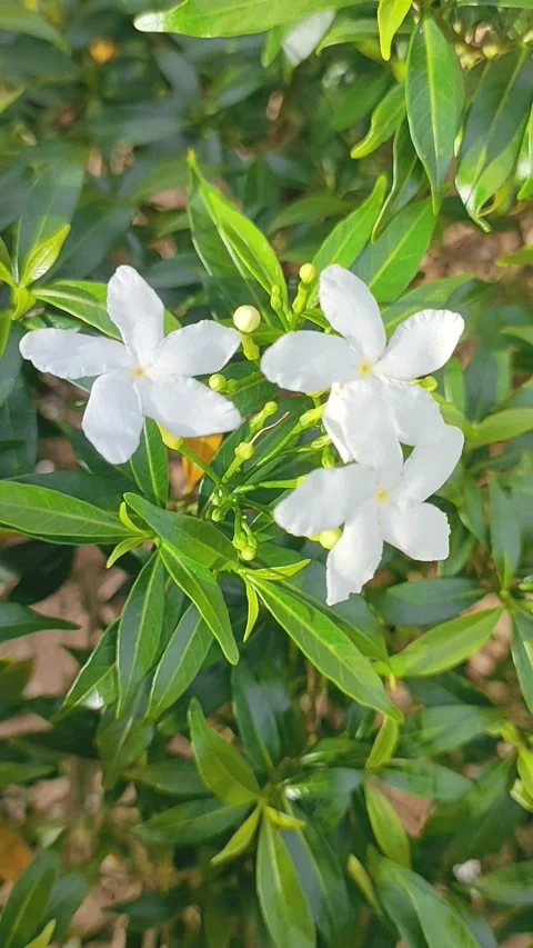 Beautiful white flower is called Rombusa Mini or Mondokaki in Indonesia Stock Footage 291006830
