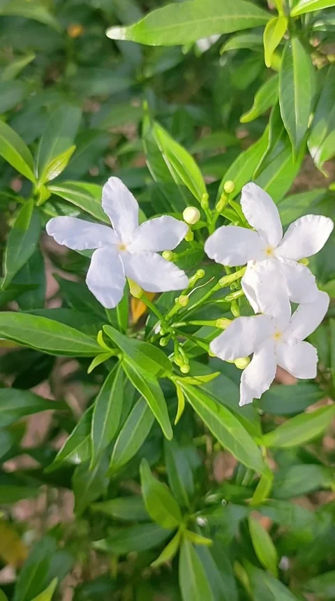 Beautiful white flower is called Rombusa Mini or Mondokaki in Indonesia Stock Footage 291007755