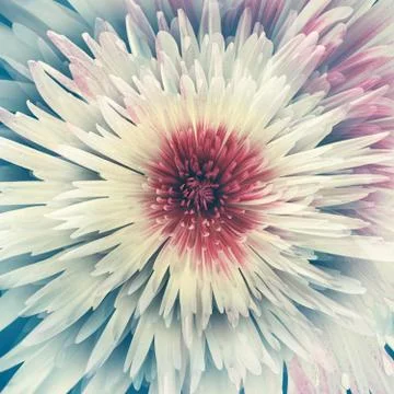 Beautiful white flower Stock Illustration