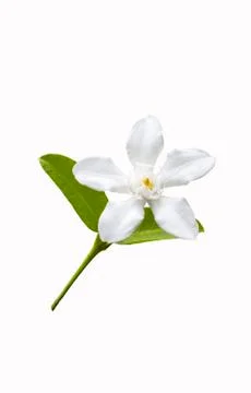 Beautiful white flower with leaf Stock Photos