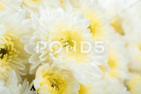 Beautiful white flower Stock Photos