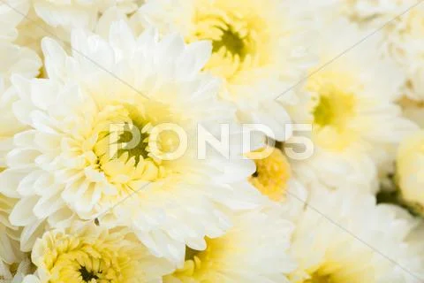 Beautiful white flower Stock Photos