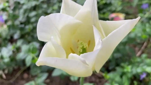 A beautiful white flower on a thin stem. Stock Footage 240732074