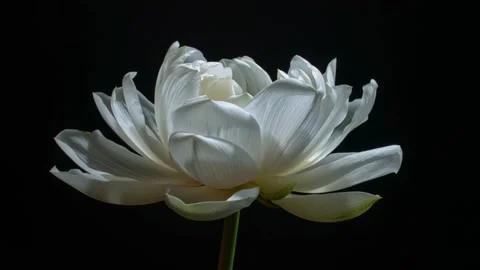 Beautiful White Flower Unfolding Its Layers Time-lapse Video stock 312816593