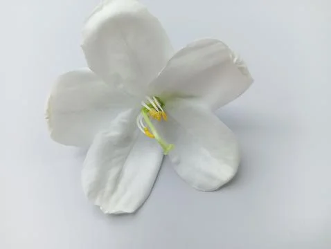Beautiful white flower on white background  Foto stock
