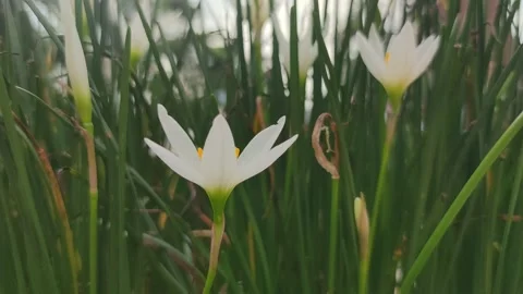 Beautiful white flower in the wind Stock Footage 195281617