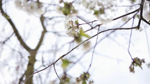 Beautiful white flowering of apple tree. Garden in spring. Daytime. Outdoors Stock Footage 98561247