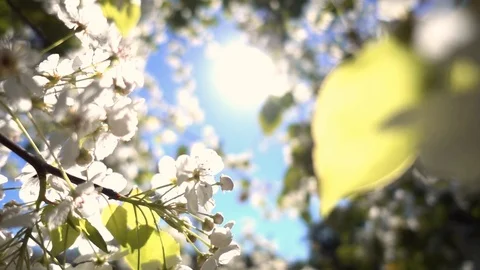 Beautiful white flowering tree bloom blossoms framing bright sun in blue sky Stock Footage 105378514