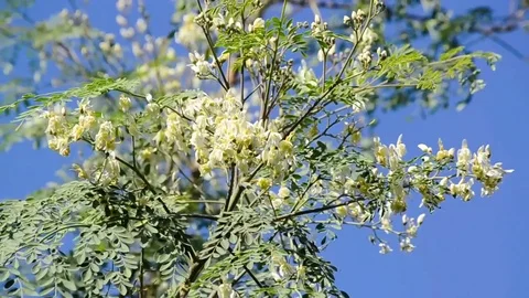Beautiful white flowers and green leaves are hanging On the Tree Branch Stock Footage