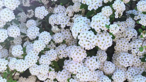 Beautiful white flowers background. White flowers wall. 動画素材 276733276